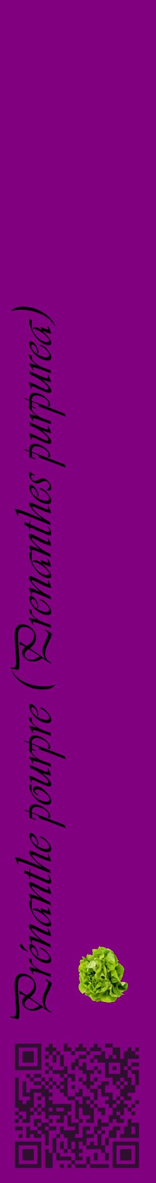 Étiquette de : Prenanthes purpurea - format c - style noire46_basiqueviv avec qrcode et comestibilité simplifiée