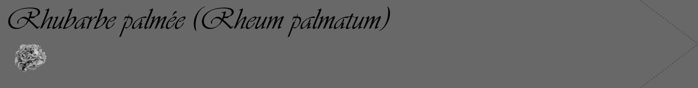 Étiquette de : Rheum palmatum - format c - style noire43_simple_simpleviv avec comestibilité simplifiée