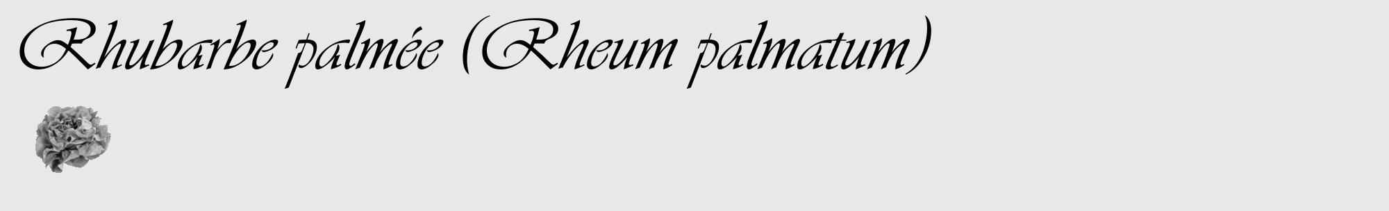 Étiquette de : Rheum palmatum - format c - style noire55_basique_basiqueviv avec comestibilité simplifiée