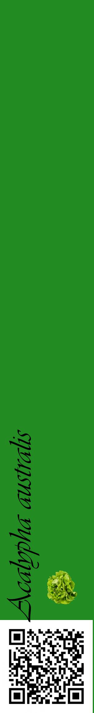 Étiquette de : Acalypha australis - format c - style noire10_basiqueviv avec qrcode et comestibilité simplifiée