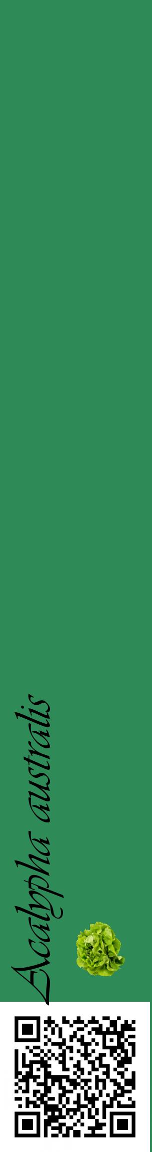 Étiquette de : Acalypha australis - format c - style noire11_basiqueviv avec qrcode et comestibilité simplifiée