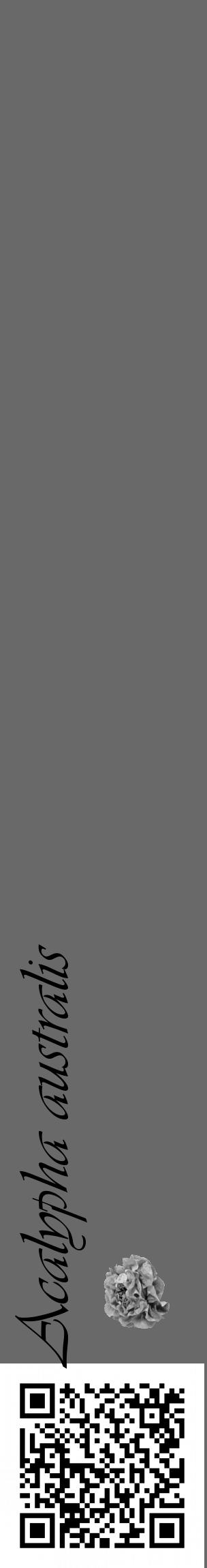 Étiquette de : Acalypha australis - format c - style noire11_basique_basiqueviv avec qrcode et comestibilité simplifiée - position verticale
