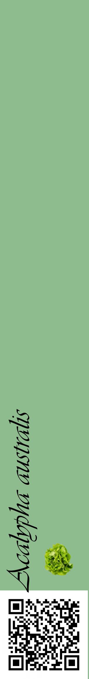 Étiquette de : Acalypha australis - format c - style noire13_basiqueviv avec qrcode et comestibilité simplifiée