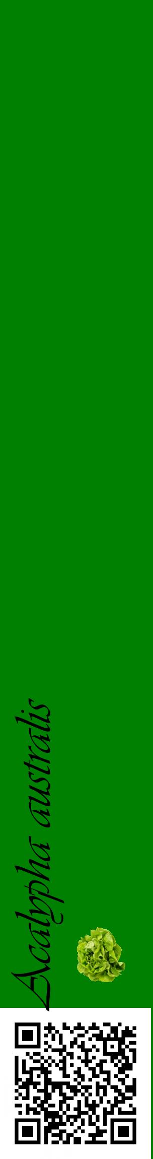 Étiquette de : Acalypha australis - format c - style noire9_basiqueviv avec qrcode et comestibilité simplifiée
