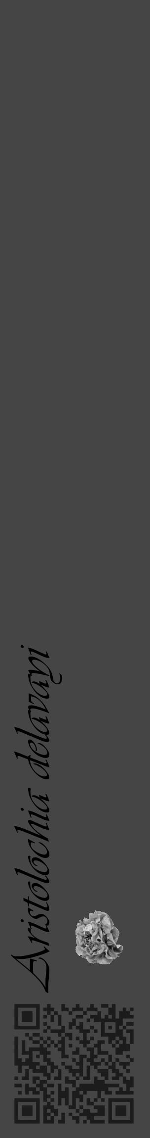 Étiquette de : Aristolochia delavayi - format c - style noire58_basique_basiqueviv avec qrcode et comestibilité simplifiée - position verticale