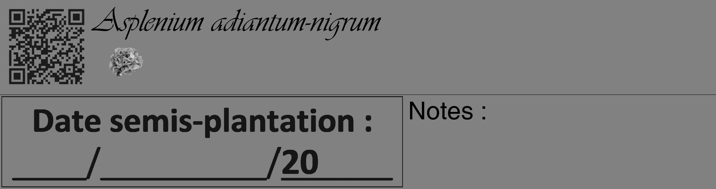 Étiquette de : Asplenium adiantum-nigrum - format c - style noire50_basique_basiqueviv avec qrcode et comestibilité simplifiée
