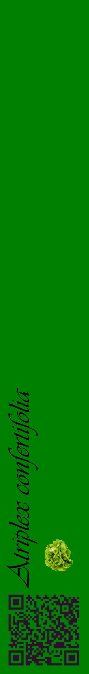 Étiquette de : Atriplex confertifolia - format c - style noire9_basiqueviv avec qrcode et comestibilité simplifiée