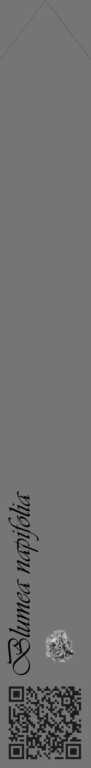 Étiquette de : Blumea napifolia - format c - style noire5_simple_simpleviv avec qrcode et comestibilité simplifiée - position verticale