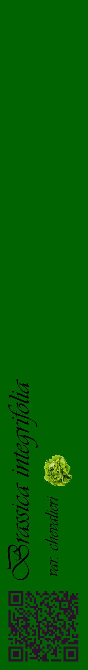 Étiquette de : Brassica integrifolia var. chevalieri - format c - style noire8_basiqueviv avec qrcode et comestibilité simplifiée