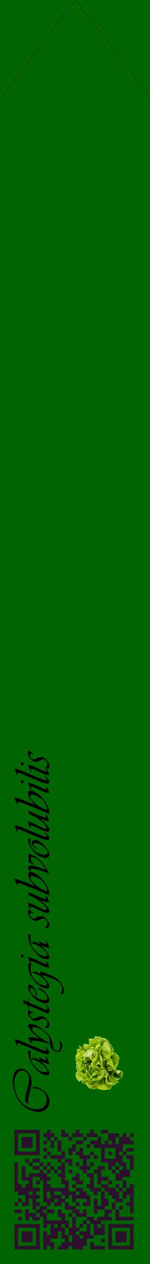 Étiquette de : Calystegia subvolubilis - format c - style noire8_simpleviv avec qrcode et comestibilité simplifiée