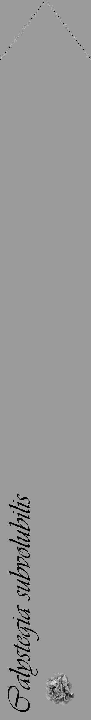 Étiquette de : Calystegia subvolubilis - format c - style noire52_simple_simpleviv avec comestibilité simplifiée - position verticale