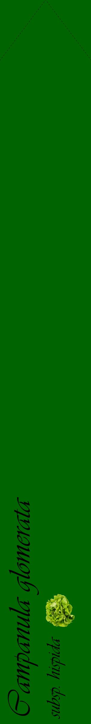 Étiquette de : Campanula glomerata subsp. hispida - format c - style noire8_simpleviv avec comestibilité simplifiée