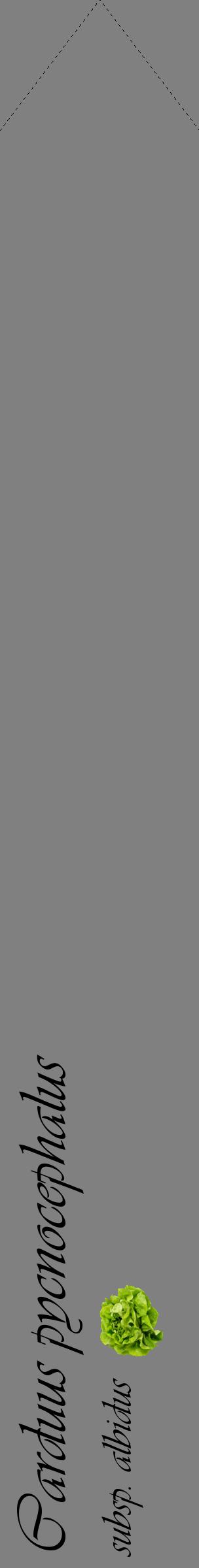 Étiquette de : Carduus pycnocephalus subsp. albidus - format c - style noire57_simpleviv avec comestibilité simplifiée