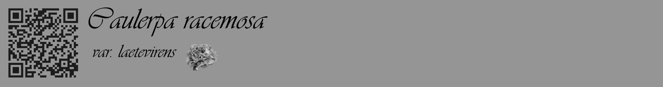 Étiquette de : Caulerpa racemosa var. laetevirens - format c - style noire16_basique_basiqueviv avec qrcode et comestibilité simplifiée
