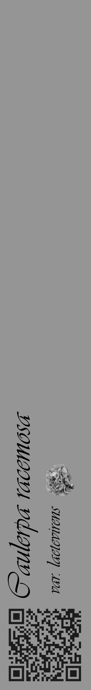 Étiquette de : Caulerpa racemosa var. laetevirens - format c - style noire16_basique_basiqueviv avec qrcode et comestibilité simplifiée - position verticale