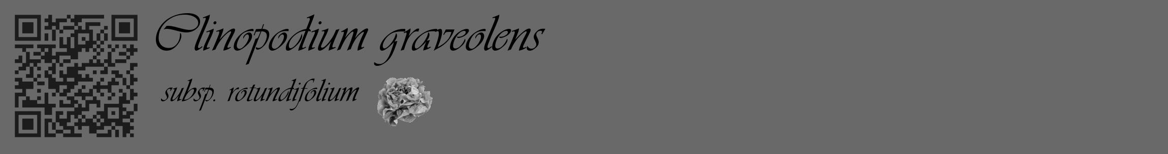 Étiquette de : Clinopodium graveolens subsp. rotundifolium - format c - style noire51_basique_basiqueviv avec qrcode et comestibilité simplifiée