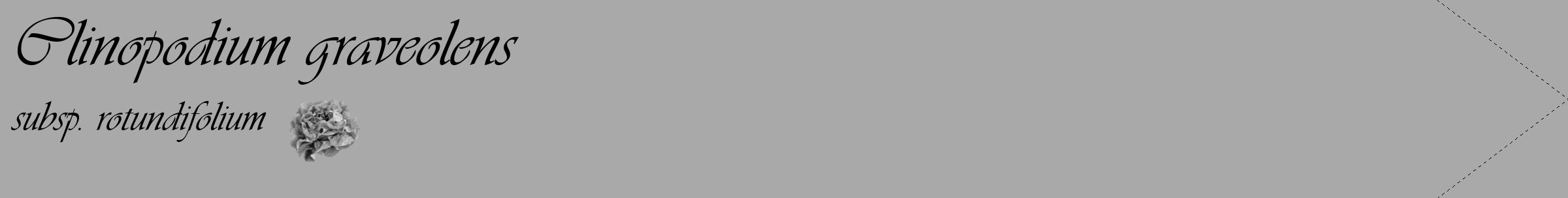 Étiquette de : Clinopodium graveolens subsp. rotundifolium - format c - style noire13simple_basique_basiqueviv avec comestibilité simplifiée