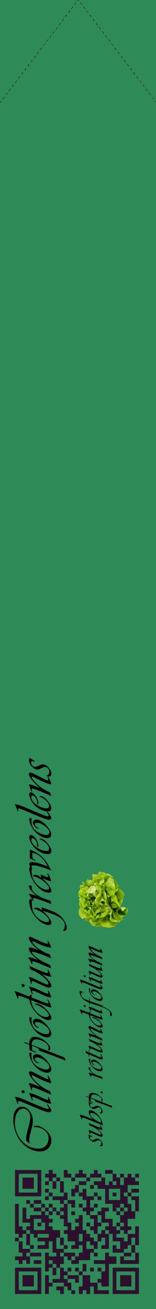 Étiquette de : Clinopodium graveolens subsp. rotundifolium - format c - style noire11_simpleviv avec qrcode et comestibilité simplifiée