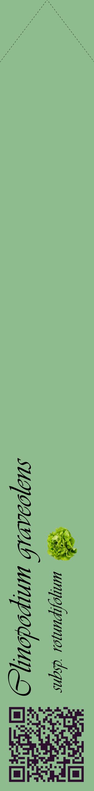 Étiquette de : Clinopodium graveolens subsp. rotundifolium - format c - style noire13_simpleviv avec qrcode et comestibilité simplifiée