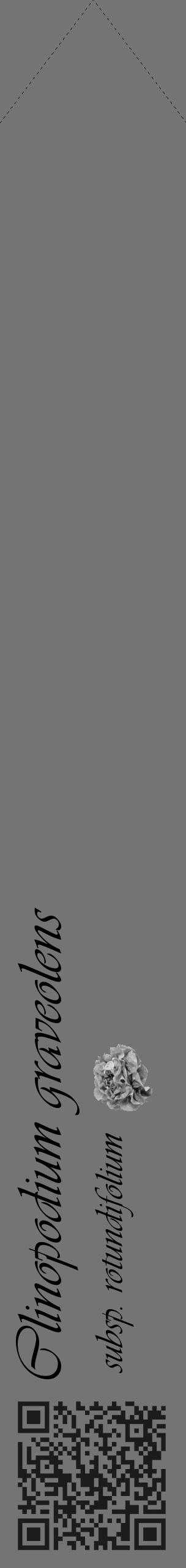Étiquette de : Clinopodium graveolens subsp. rotundifolium - format c - style noire26_simple_simpleviv avec qrcode et comestibilité simplifiée - position verticale