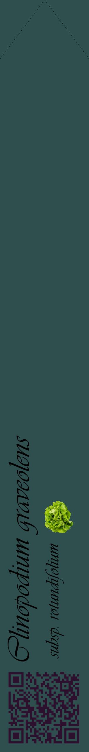 Étiquette de : Clinopodium graveolens subsp. rotundifolium - format c - style noire58_simpleviv avec qrcode et comestibilité simplifiée