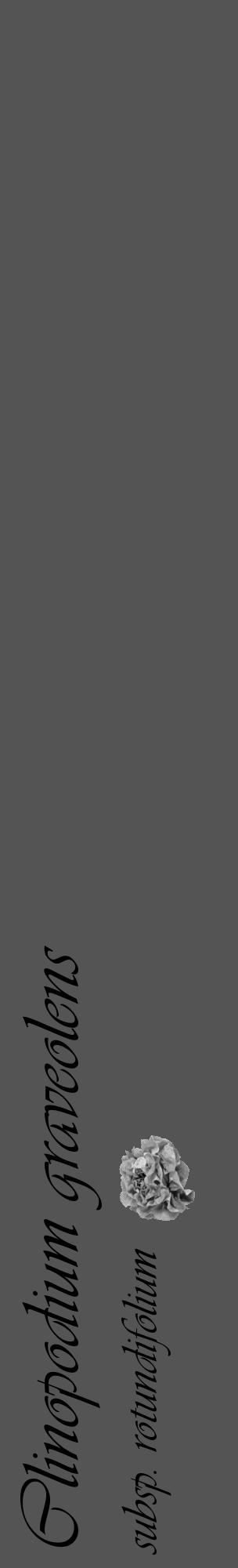 Étiquette de : Clinopodium graveolens subsp. rotundifolium - format c - style noire30_basique_basiqueviv avec comestibilité simplifiée - position verticale