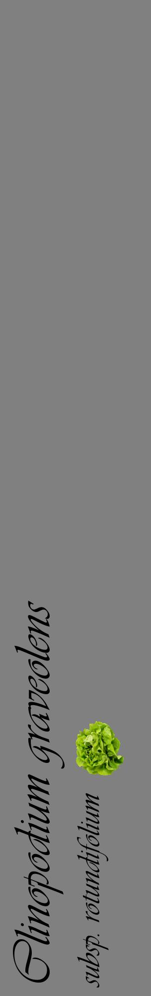 Étiquette de : Clinopodium graveolens subsp. rotundifolium - format c - style noire57_basiqueviv avec comestibilité simplifiée