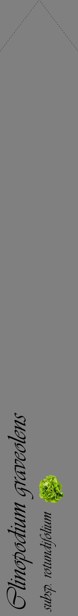 Étiquette de : Clinopodium graveolens subsp. rotundifolium - format c - style noire57_simpleviv avec comestibilité simplifiée