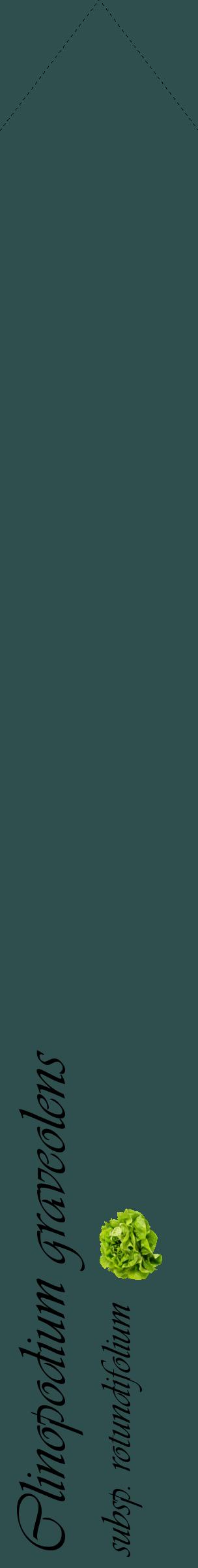 Étiquette de : Clinopodium graveolens subsp. rotundifolium - format c - style noire58_simpleviv avec comestibilité simplifiée