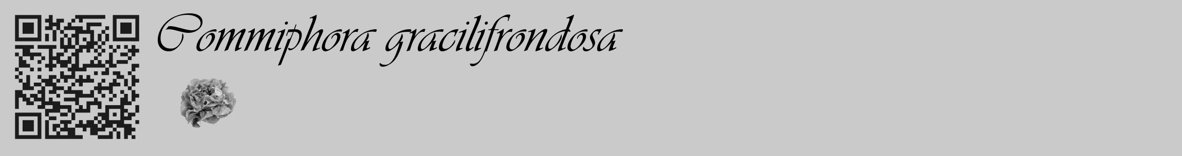 Étiquette de : Commiphora gracilifrondosa - format c - style noire21_basique_basiqueviv avec qrcode et comestibilité simplifiée