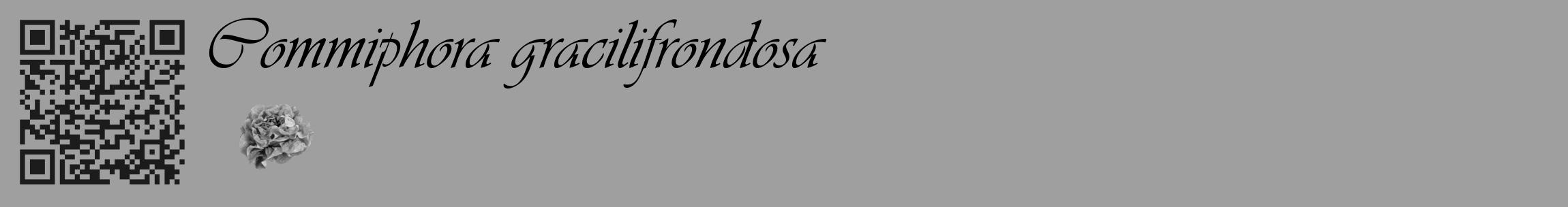 Étiquette de : Commiphora gracilifrondosa - format c - style noire24_basique_basiqueviv avec qrcode et comestibilité simplifiée