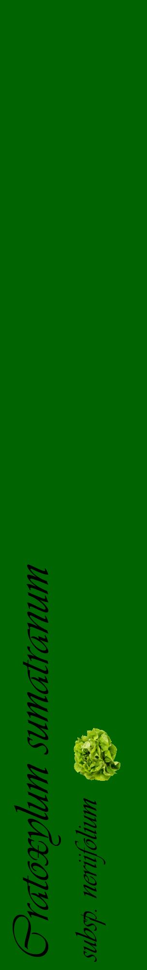 Étiquette de : Cratoxylum sumatranum subsp. neriifolium - format c - style noire8_basiqueviv avec comestibilité simplifiée