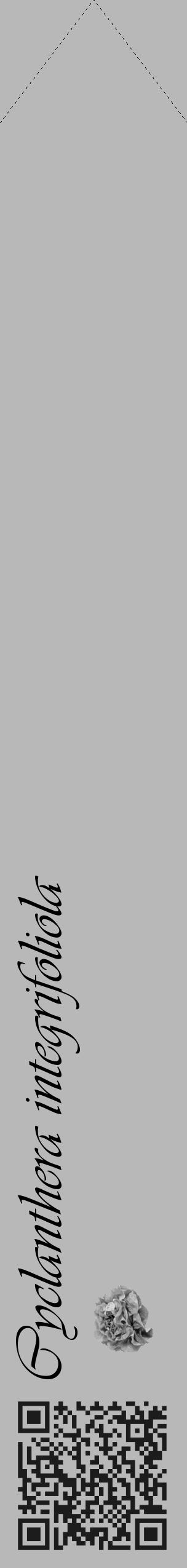Étiquette de : Cyclanthera integrifoliola - format c - style noire39_simple_simpleviv avec qrcode et comestibilité simplifiée - position verticale
