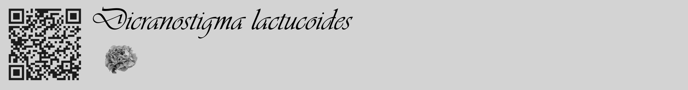 Étiquette de : Dicranostigma lactucoides - format c - style noire56_basique_basiqueviv avec qrcode et comestibilité simplifiée