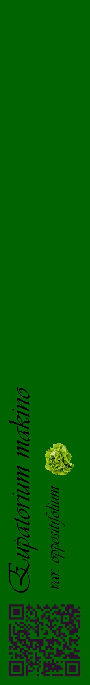 Étiquette de : Eupatorium makino var. oppositifolium - format c - style noire8_basiqueviv avec qrcode et comestibilité simplifiée