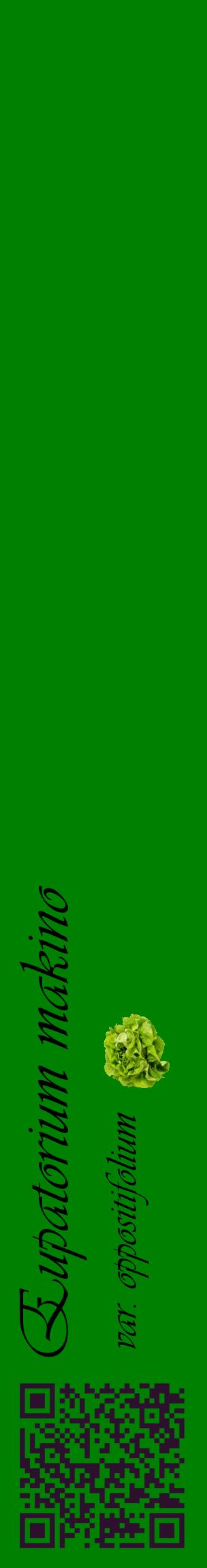 Étiquette de : Eupatorium makino var. oppositifolium - format c - style noire9_basiqueviv avec qrcode et comestibilité simplifiée
