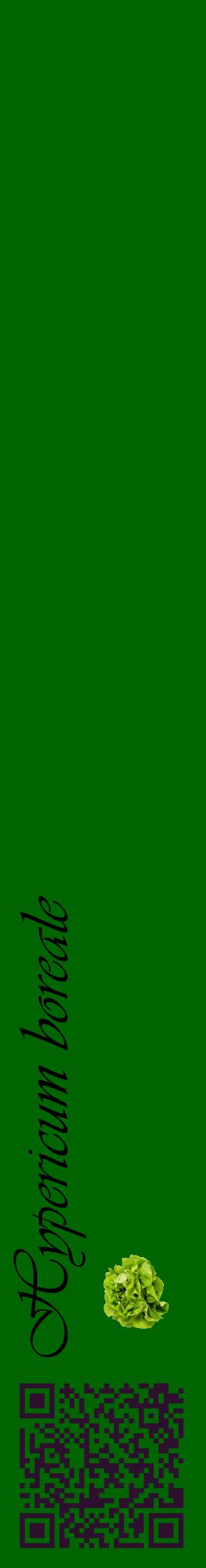 Étiquette de : Hypericum boreale - format c - style noire8_basiqueviv avec qrcode et comestibilité simplifiée