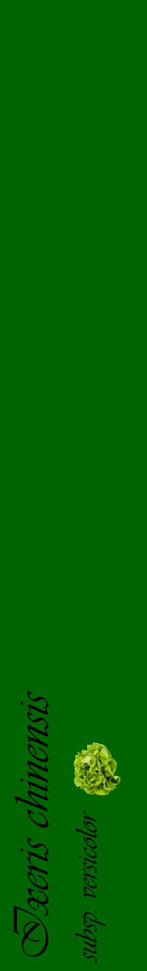 Étiquette de : Ixeris chinensis subsp. versicolor - format c - style noire8_basiqueviv avec comestibilité simplifiée