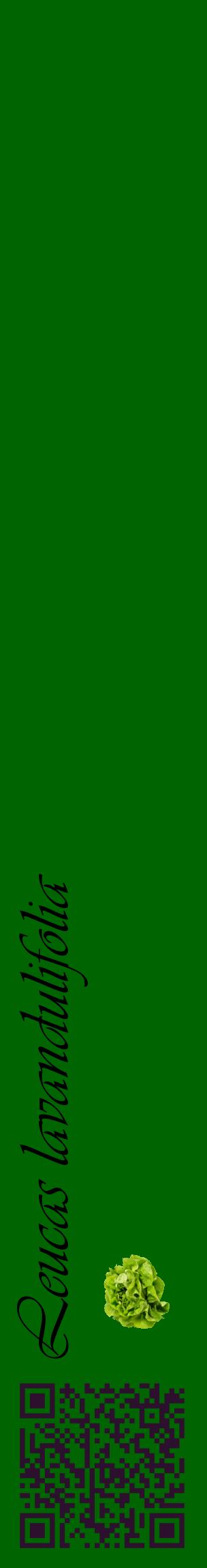 Étiquette de : Leucas lavandulifolia - format c - style noire8_basiqueviv avec qrcode et comestibilité simplifiée