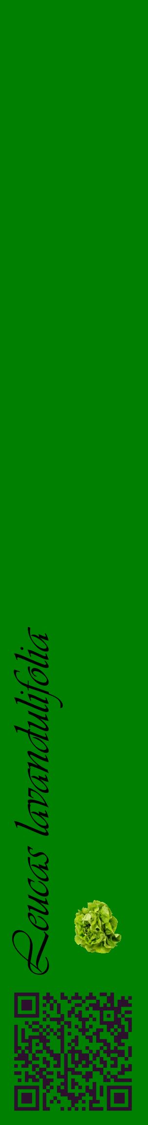 Étiquette de : Leucas lavandulifolia - format c - style noire9_basiqueviv avec qrcode et comestibilité simplifiée