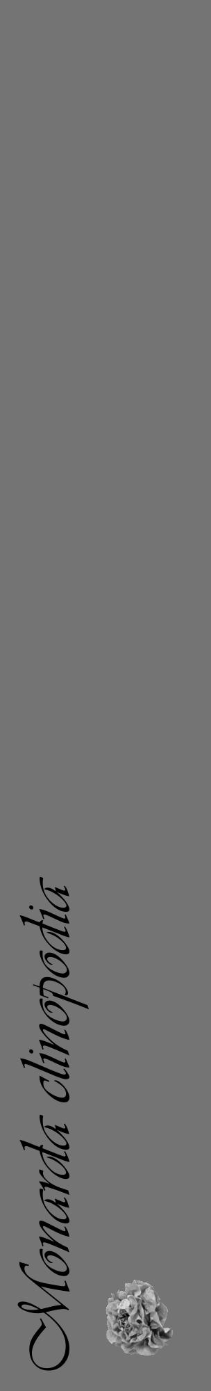 Étiquette de : Monarda clinopodia - format c - style noire26_basique_basiqueviv avec comestibilité simplifiée - position verticale