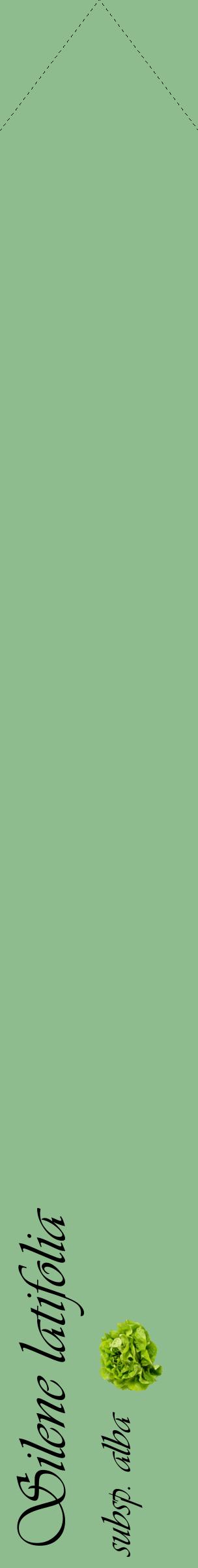 Étiquette de : Silene latifolia subsp. alba - format c - style noire13_simpleviv avec comestibilité simplifiée