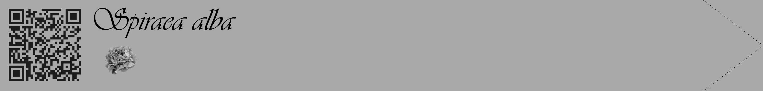 Étiquette de : Spiraea alba - format c - style noire13_simple_simpleviv avec qrcode et comestibilité simplifiée