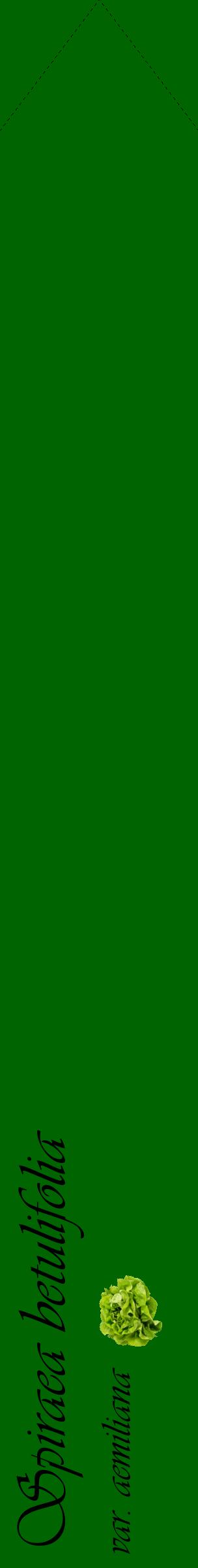 Étiquette de : Spiraea betulifolia var. aemiliana - format c - style noire8_simpleviv avec comestibilité simplifiée