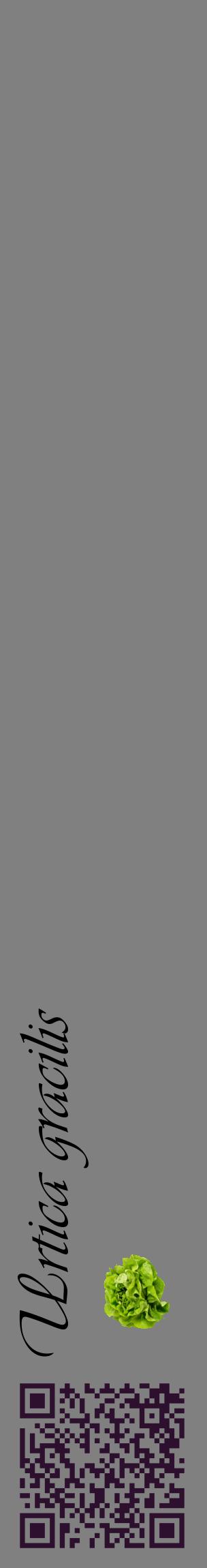 Étiquette de : Urtica gracilis - format c - style noire57_basiqueviv avec qrcode et comestibilité simplifiée