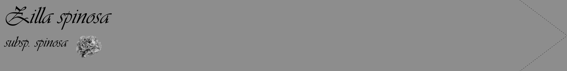 Étiquette de : Zilla spinosa subsp. spinosa - format c - style noire2_simple_simpleviv avec comestibilité simplifiée