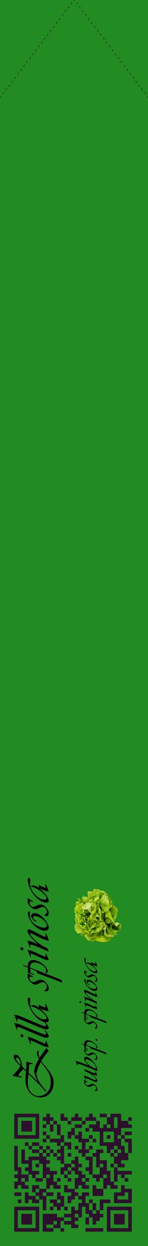 Étiquette de : Zilla spinosa subsp. spinosa - format c - style noire10_simpleviv avec qrcode et comestibilité simplifiée