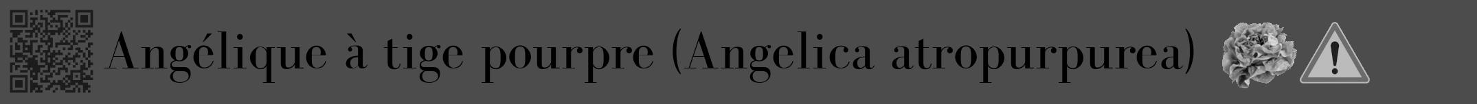 Étiquette de : Angelica atropurpurea - format a - style noire27bod avec qrcode et comestibilité simplifiée