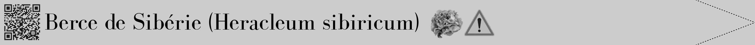 Étiquette de : Heracleum sibiricum - format b - style noire0bod avec qrcode et comestibilité simplifiée