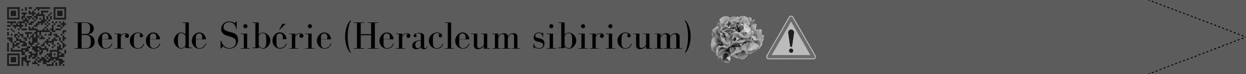 Étiquette de : Heracleum sibiricum - format b - style noire49bod avec qrcode et comestibilité simplifiée
